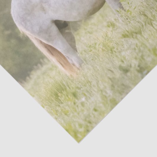 Broadfoot Mare Seidenpapier (Detail)