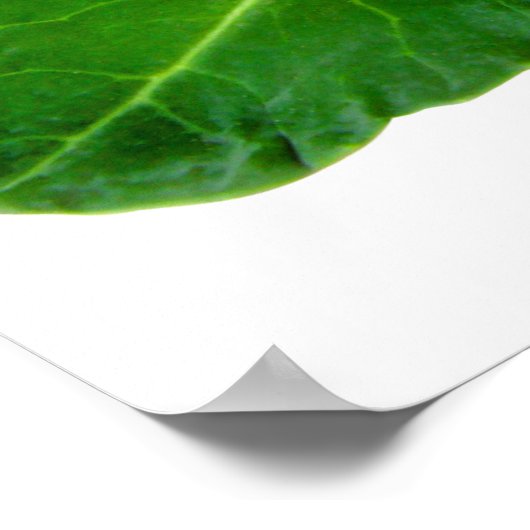 Broccoli 28" x 20", Value Poster Paper (Matte) (Ecke)