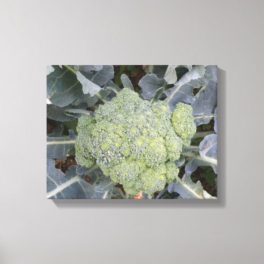 Broccoli Canvas Print Leinwanddruck (Vorderseite)