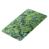 Broccoli Macro Premium Magnet (Linke Seite)