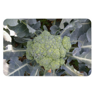 Broccoli Premium Magnet
