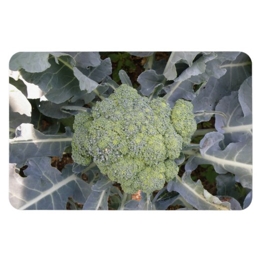 Broccoli Premium Magnet (Horizontal)