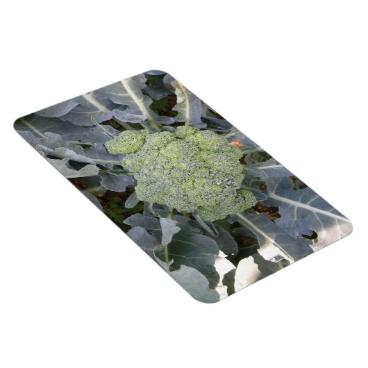 Broccoli Premium Magnet (Rechte Seite)