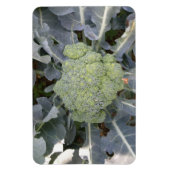 Broccoli Premium Magnet (Vertikal)