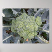 Broccoli Print Poster (Vorne)