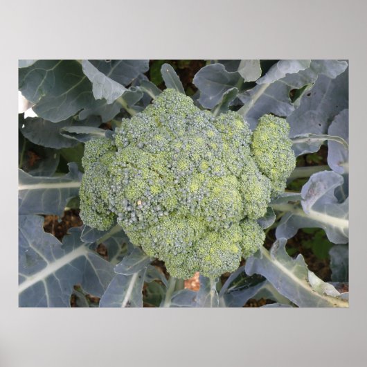 Broccoli Print Poster (Vorne)