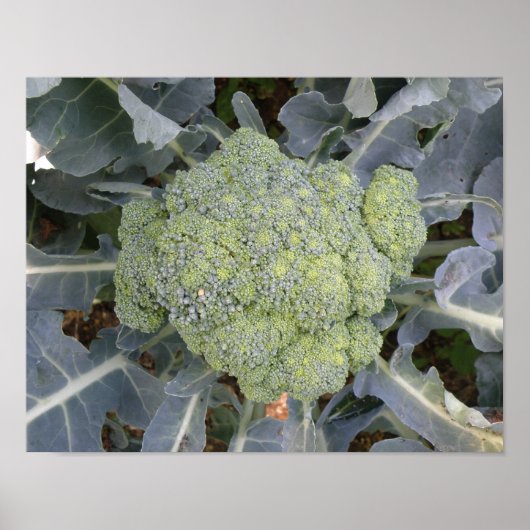 Broccoli Print Poster (Vorne)