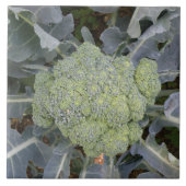 Broccoli Tile Fliese (Vorderseite)