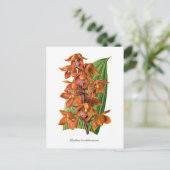 Brocklehurstiana Postkarte (Stehend Vorderseite)