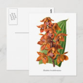 Brocklehurstiana Postkarte (Vorne/Hinten)
