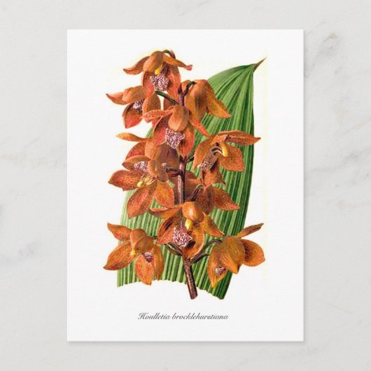 Brocklehurstiana Postkarte (Vorderseite)