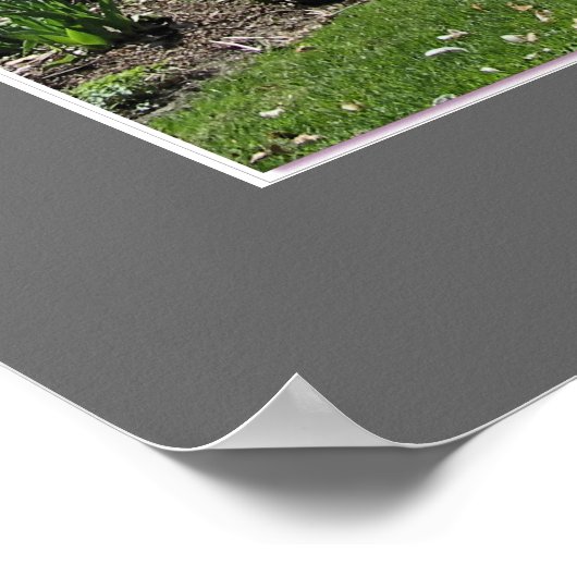 Brockville Ontario Magnolias Poster (Ecke)