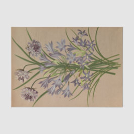 Brodiea Congesta von Arentina Hendrica Arendsen Seidenpapier