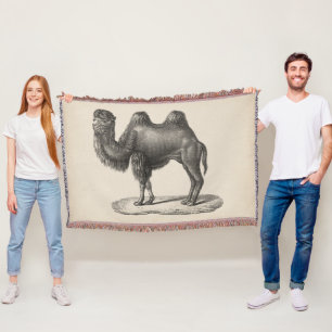 Brodtmann Camel Sketch Decke