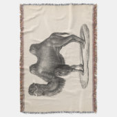 Brodtmann Camel Sketch Decke (Vorderseite Vertikal)