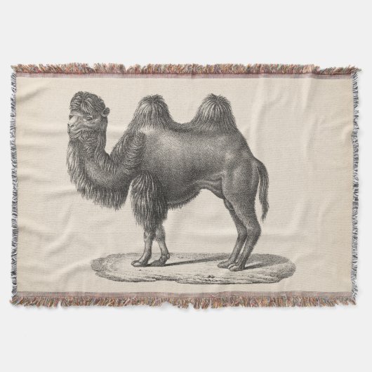 Brodtmann Camel Sketch Decke (Vorderseite)