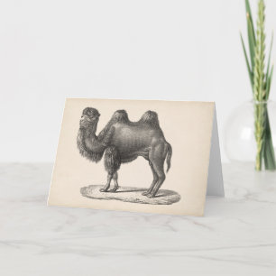 Brodtmann Camel Sketch Karte