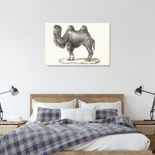 Brodtmann Camel Sketch Leinwanddruck (Insitu (Schlafzimmer))