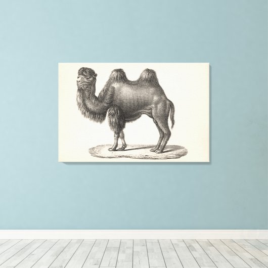 Brodtmann Camel Sketch Leinwanddruck (Insitu (Holzboden))