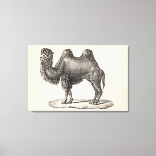 Brodtmann Camel Sketch Leinwanddruck (Vorderseite)