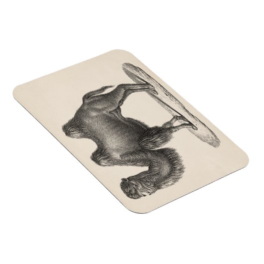 Brodtmann Camel Sketch Magnet (Rechte Seite)