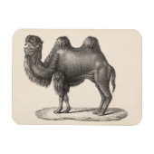 Brodtmann Camel Sketch Magnet (Horizontal)