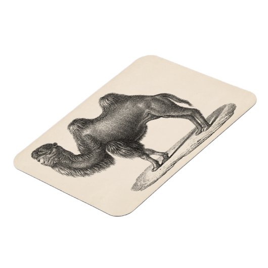 Brodtmann Camel Sketch Magnet (Linke Seite)
