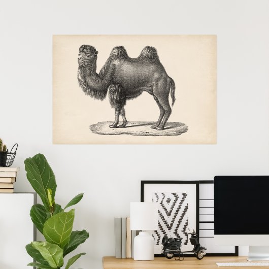 Brodtmann Camel Sketch Poster (Heimbüro)