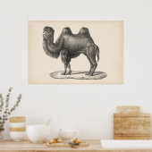 Brodtmann Camel Sketch Poster (Küche)