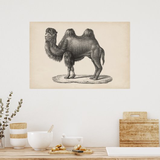 Brodtmann Camel Sketch Poster (Küche)