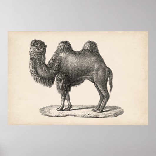Brodtmann Camel Sketch Poster (Vorne)