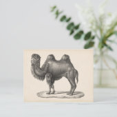 Brodtmann Camel Sketch Postkarte (Stehend Vorderseite)