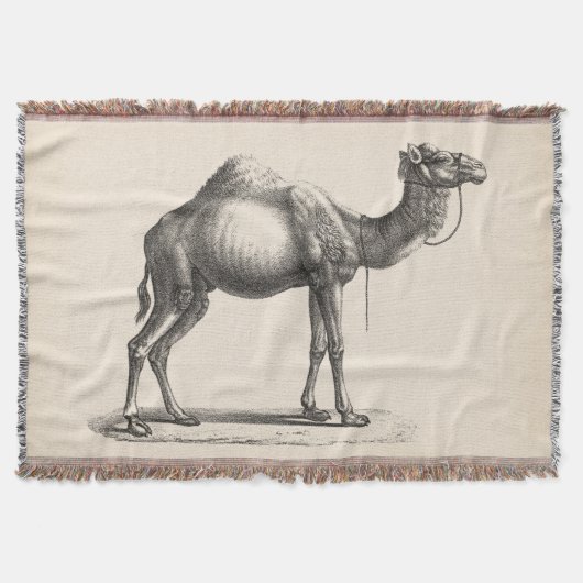Brodtmann Dromedary Camel Sketch Decke (Vorderseite)