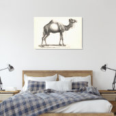 Brodtmann Dromedary Camel Sketch Leinwanddruck (Insitu (Schlafzimmer))