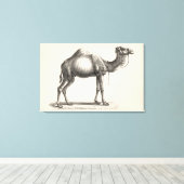 Brodtmann Dromedary Camel Sketch Leinwanddruck (Insitu (Holzboden))
