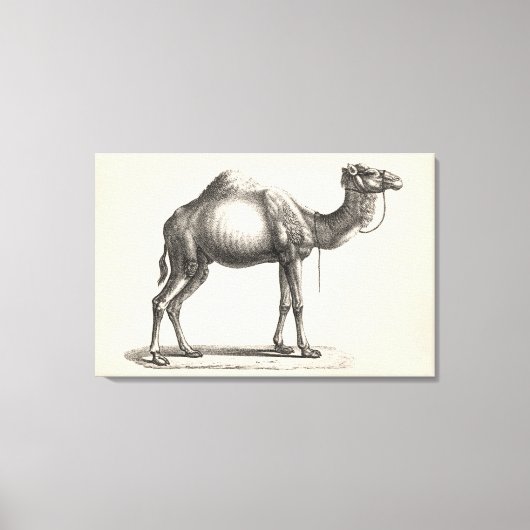 Brodtmann Dromedary Camel Sketch Leinwanddruck (Vorderseite)