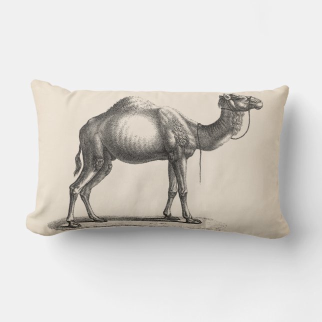 Brodtmann Dromedary Camel Sketch Lendenkissen (Vorderseite)