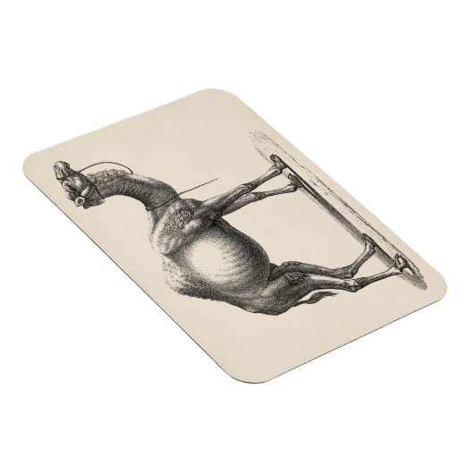 Brodtmann Dromedary Camel Sketch Magnet (Rechte Seite)