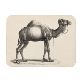 Brodtmann Dromedary Camel Sketch Magnet (Horizontal)