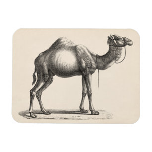 Brodtmann Dromedary Camel Sketch Magnet