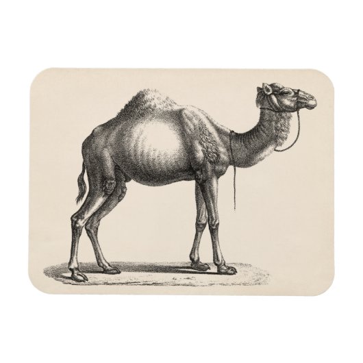 Brodtmann Dromedary Camel Sketch Magnet (Horizontal)