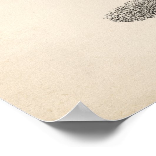 Brodtmann Dromedary Camel Sketch Poster (Ecke)