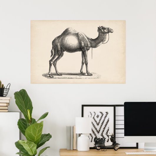 Brodtmann Dromedary Camel Sketch Poster (Heimbüro)