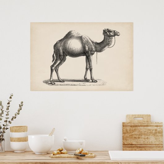 Brodtmann Dromedary Camel Sketch Poster (Küche)