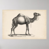 Brodtmann Dromedary Camel Sketch Poster (Vorne)