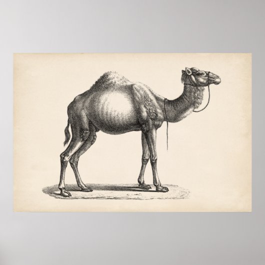 Brodtmann Dromedary Camel Sketch Poster (Vorne)