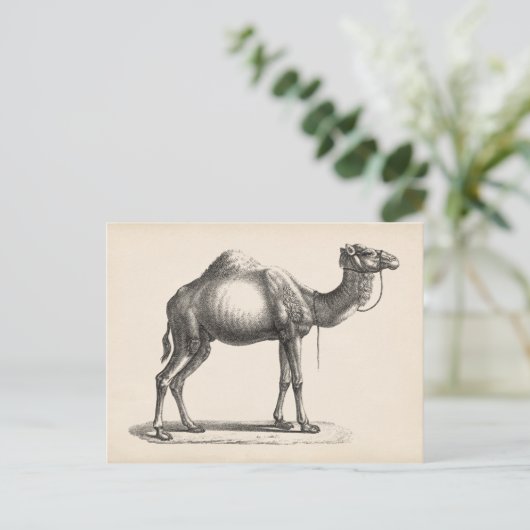 Brodtmann Dromedary Camel Sketch Postkarte (Stehend Vorderseite)