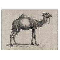 Brodtmann Dromedary Camel Sketch