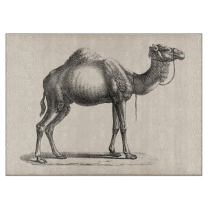 Brodtmann Dromedary Camel Sketch Schneidebrett