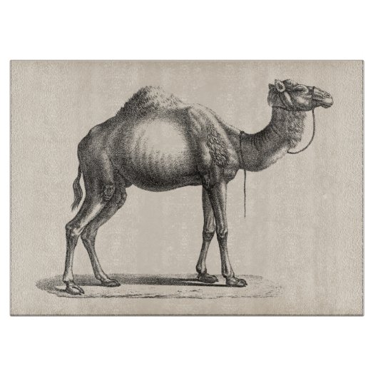Brodtmann Dromedary Camel Sketch Schneidebrett (Vorderseite)